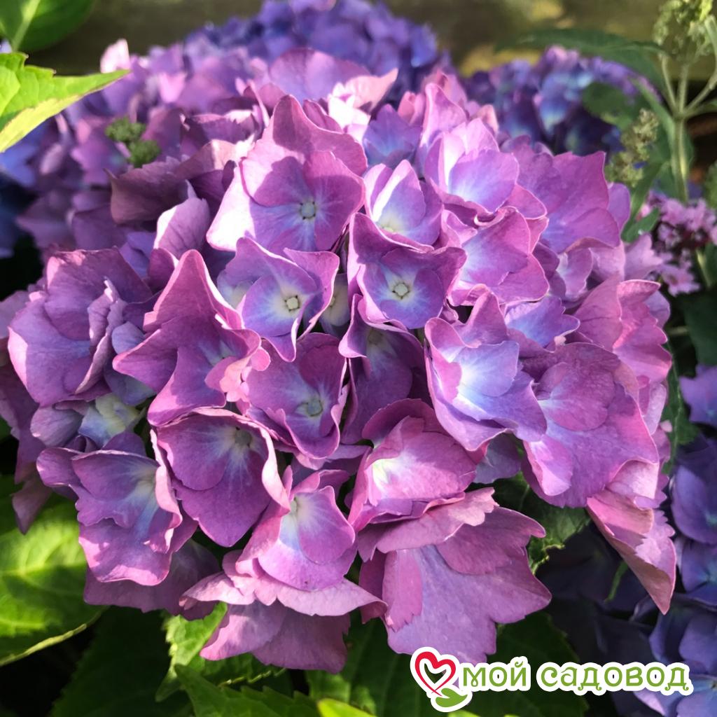 Гортензия крупнолистная Ренате Стайнгер ЗКС