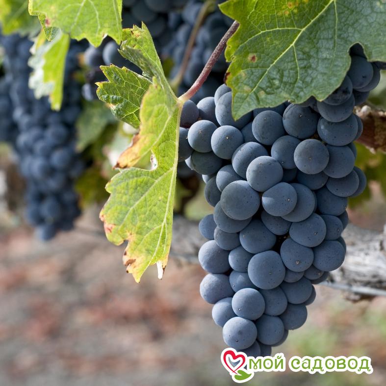 Виноград Молдавский