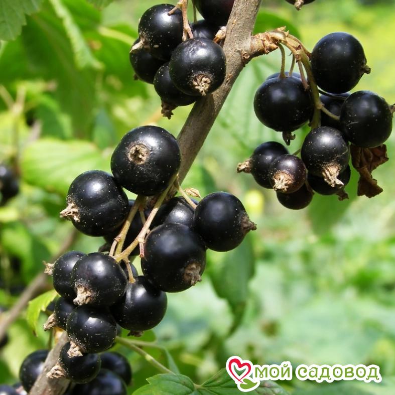 Черная смородина Орловский вальс