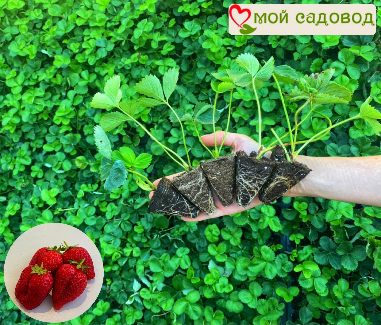 Клубника Сельва ремонтантная