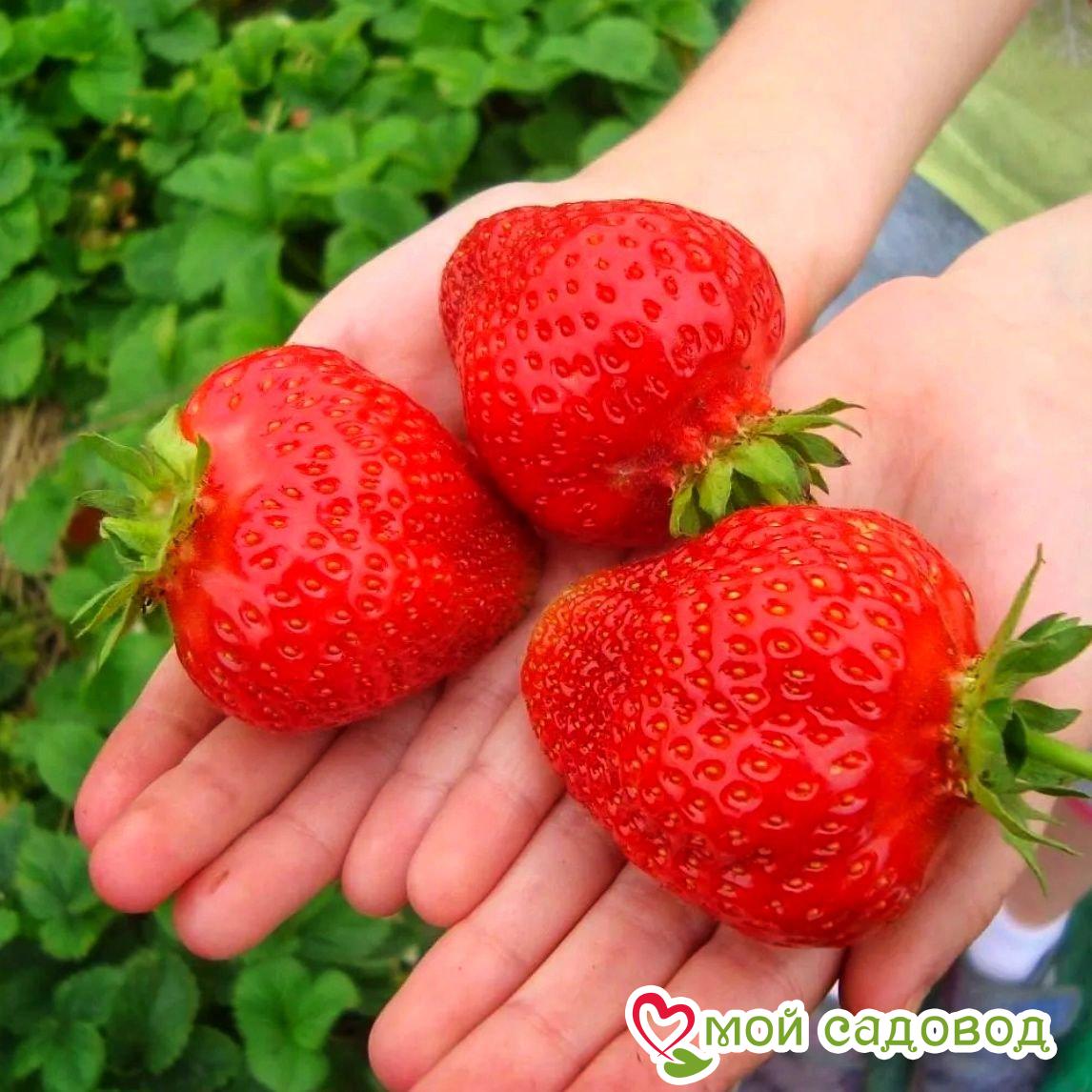 Клубника ремонтантная (крупноплодная) Свит Мери