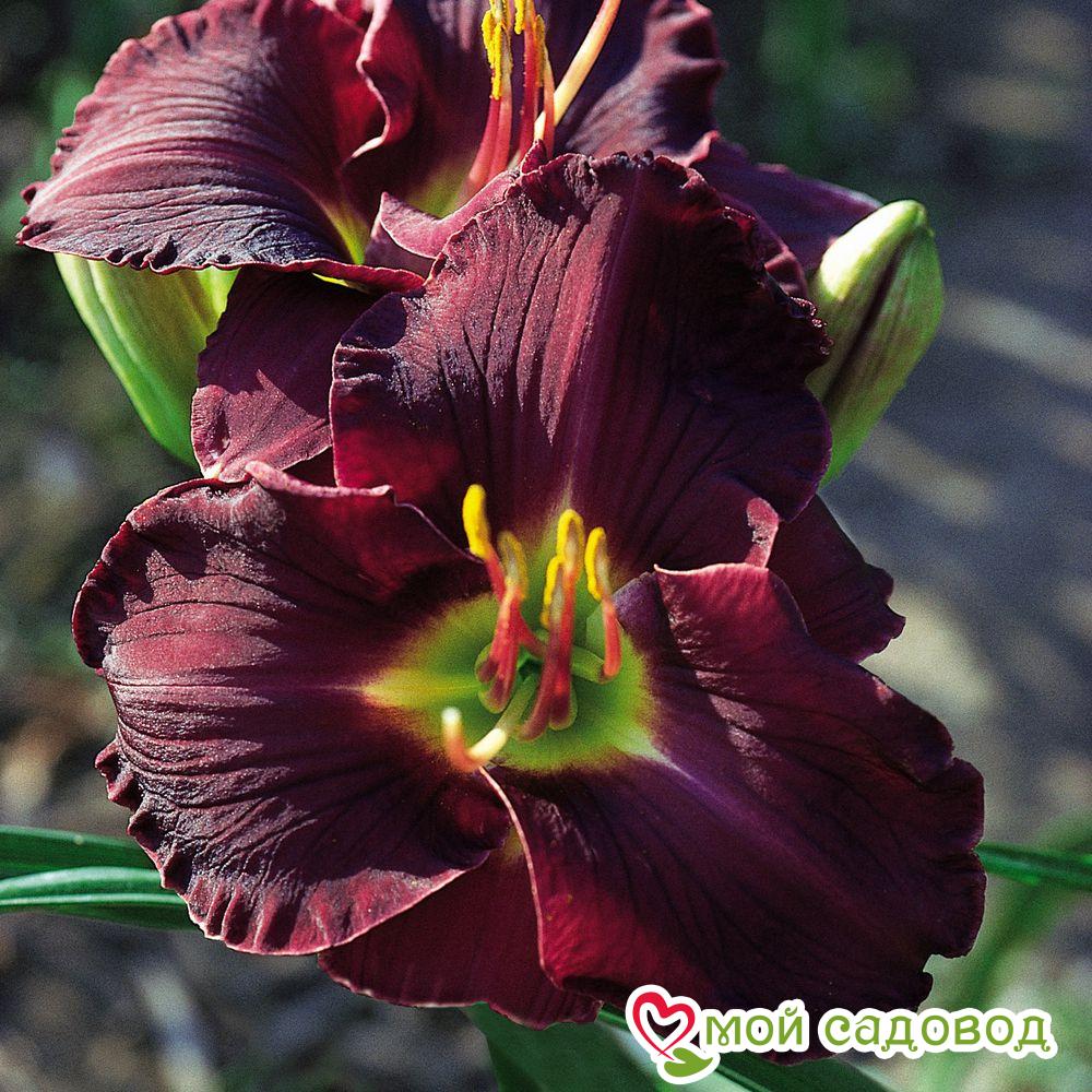 ЛИЛЕЙНИК ГИБРИДНЫЙ БЛЭК СТОКИНГС / BLACK STOCKINGS